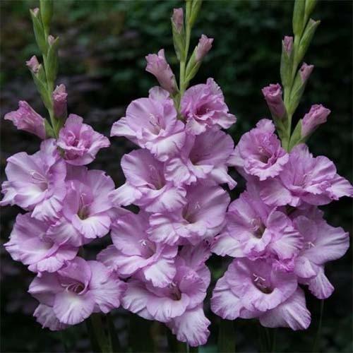 สีม่วงไลแลค