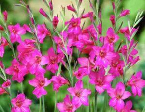 คำอธิบายเกี่ยวกับแกลดิโอลัสไบแซนไทน์ การปลูกและการดูแลพันธุ์ไม้ในพื้นที่โล่ง