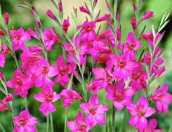 แกลดิโอลัสไบแซนไทน์