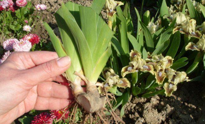 รากไอริส