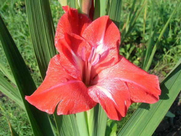 สิ่งที่ชัดเจนนั้นน่าเหลือเชื่อ