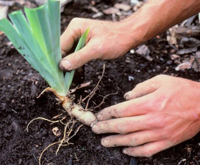 การปลูกดอกไอริส