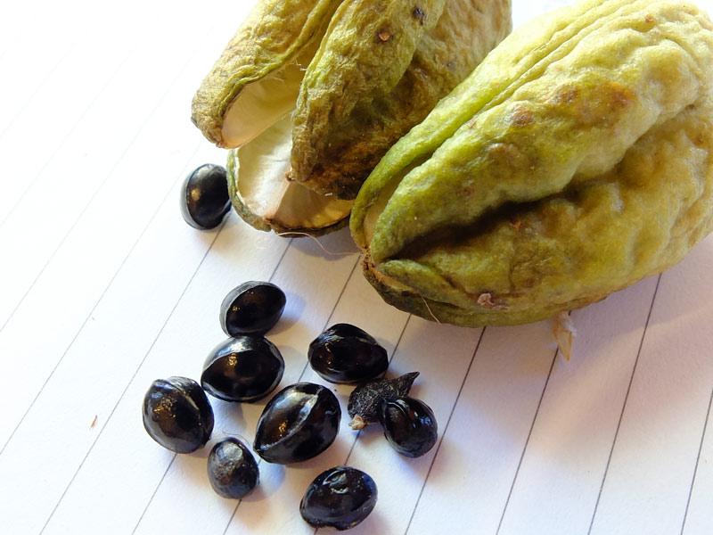 เมล็ดไอริส