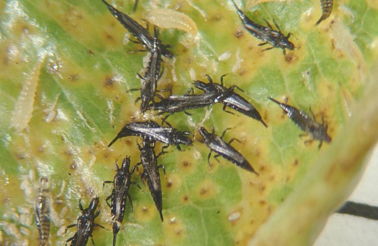 Les thrips nuisibles