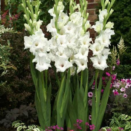 ดอกไม้สโนว์ไวท์