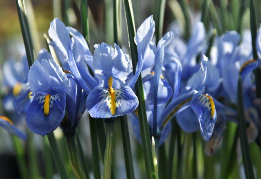 ดอกไม้ฮาร์โมนี