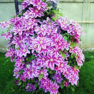 Description des variétés de clématites pour la Sibérie, plantation et entretien, taille et abri