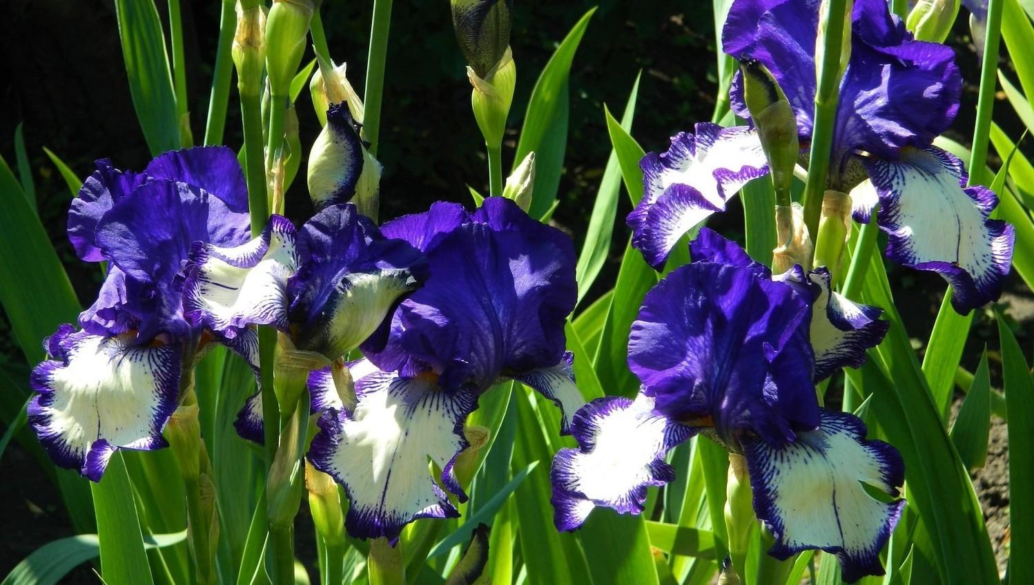 ดอกไม้ที่สวยงาม