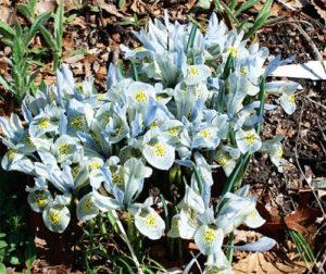 คำอธิบายพันธุ์ที่ดีที่สุดของไอริสลายตาข่าย (Denfordia) การปลูกและการดูแล การขยายพันธุ์