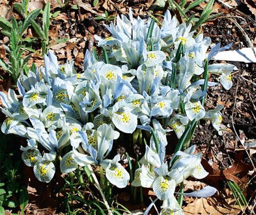 ไอริสของนางดันฟอร์ด