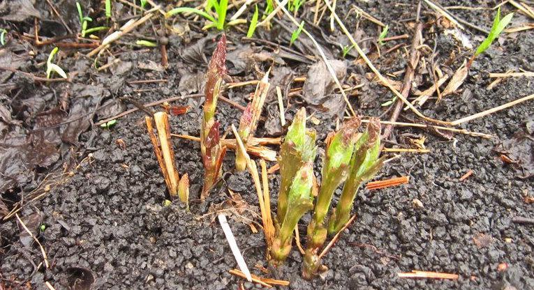 การตัดแต่งดอกไม้