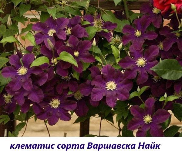 ดอกเคลมาติส