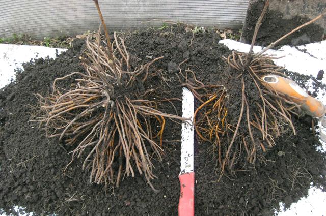 การปลูกดอกไม้