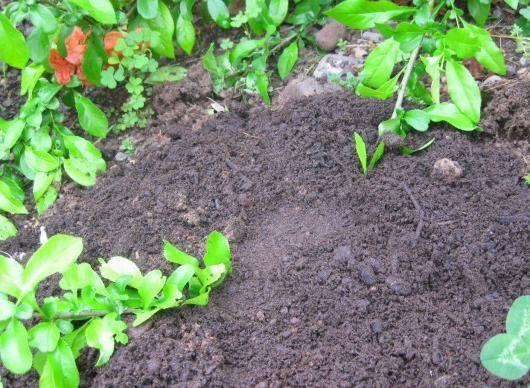 การขยายพันธุ์ไม้เลื้อยจำพวกเถา