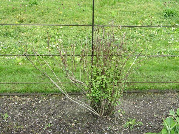 transplantation de fleurs