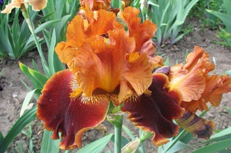 สีส้มและสีน้ำตาล