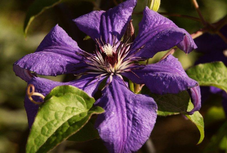 ไม้เลื้อยจำพวก Clematis erecta