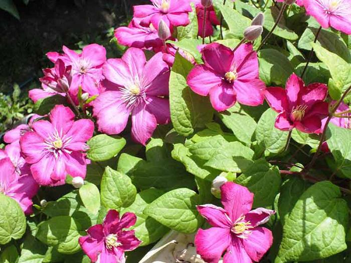 ดอกไม้ที่สวยงาม