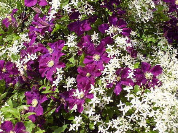 ดอกเคลมาติส