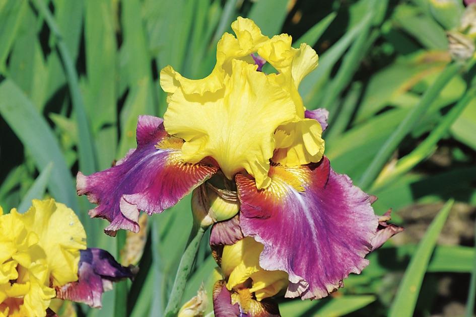 ไอริสแคลิฟอร์เนีย