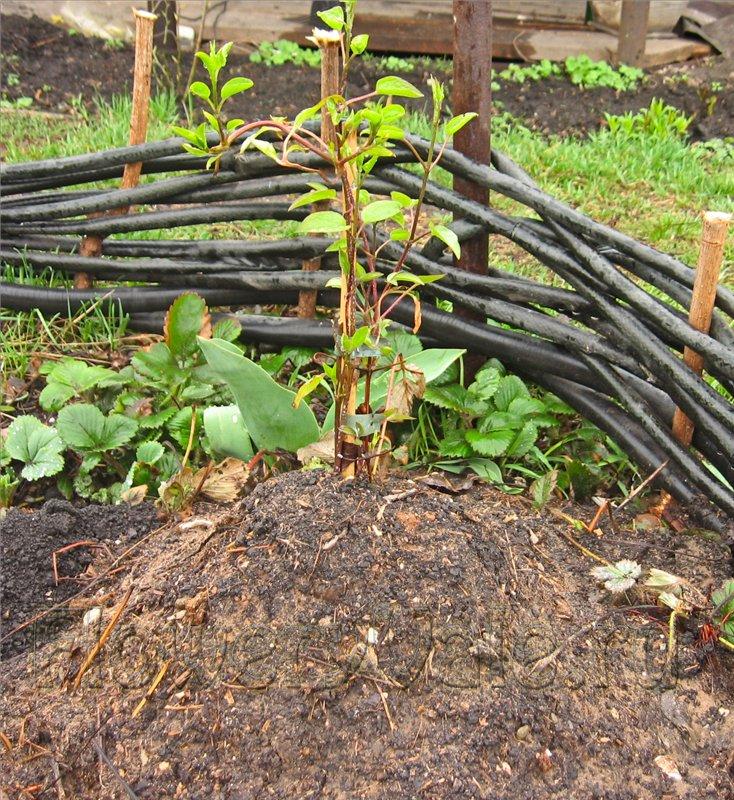 การดูแลต้นไม้