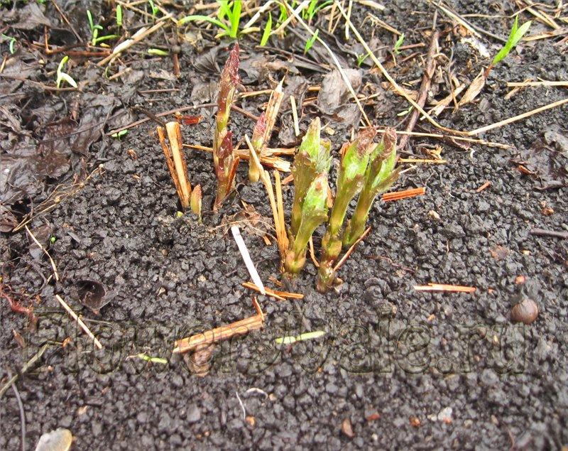 การปลูกดอกไม้