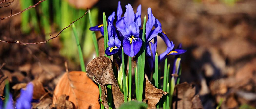 ดอกไม้จอยซ์