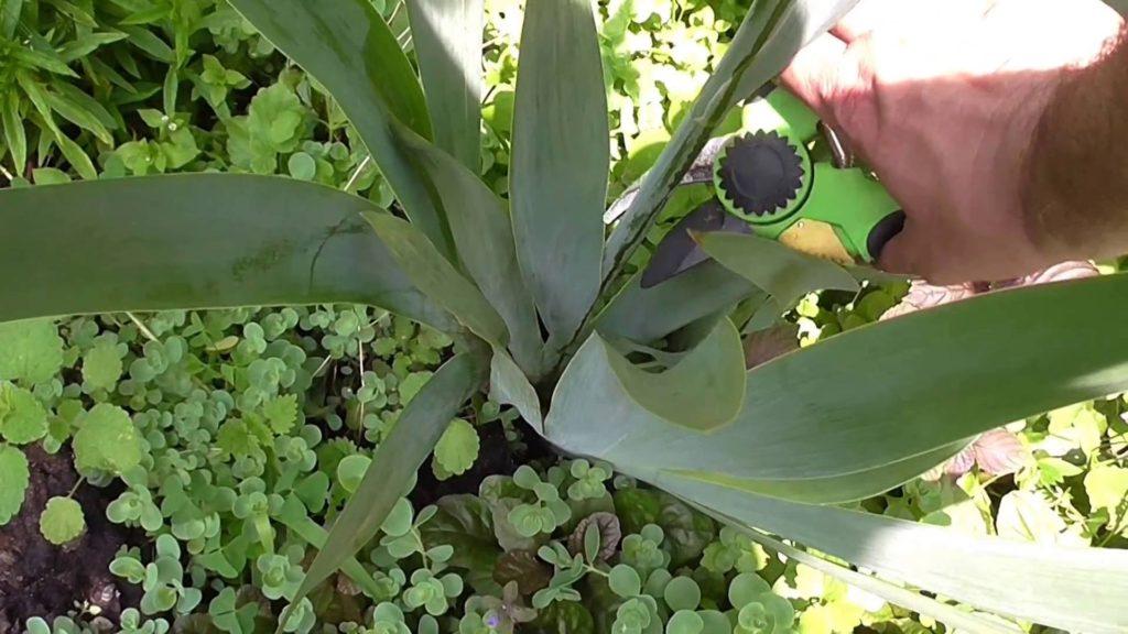 ดอกไอริสเคราไม่บาน