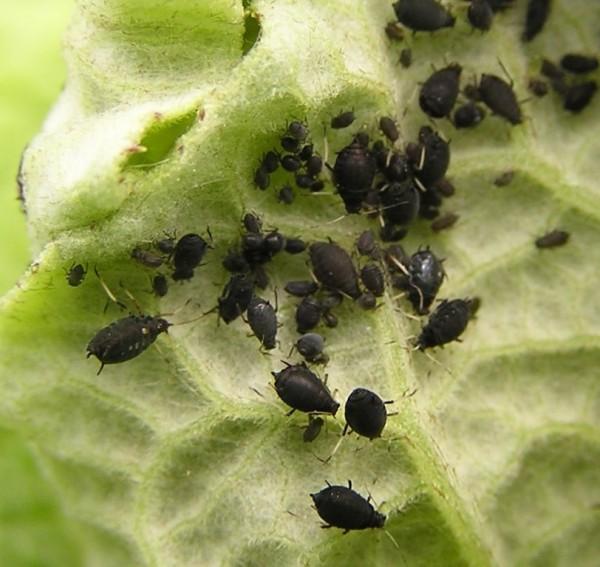 pucerons sur une feuille