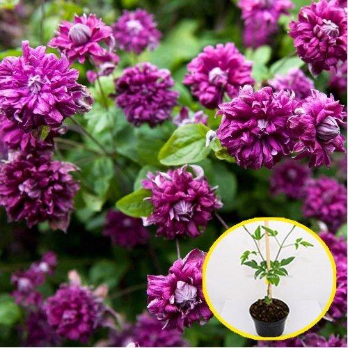 Clématite purpurea plena elegans