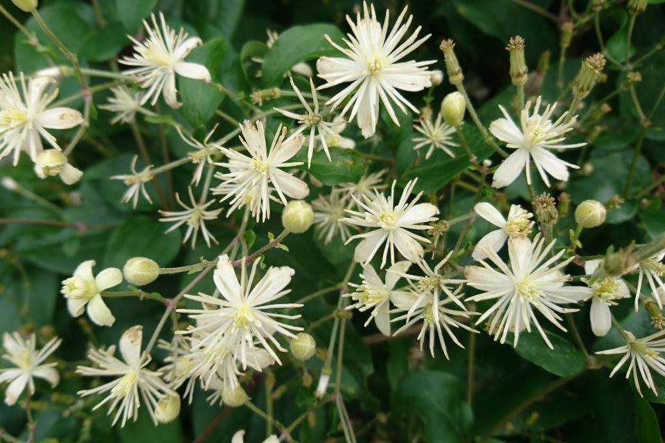 ไม้เลื้อยจำพวกเถา