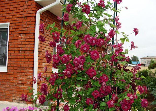 Clématite purpurea plena elegans