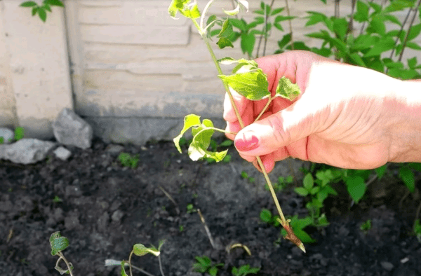 การขยายพันธุ์ดอกไม้