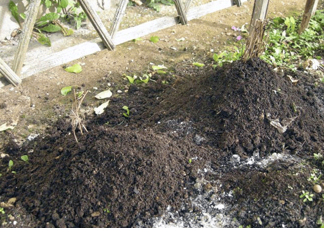 ดอกไม้ที่กำลังพรวนดิน