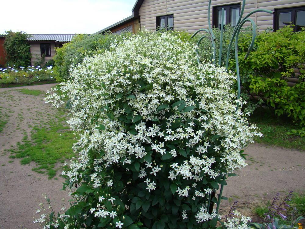 เคลมาติส แมนจูเรียนัม