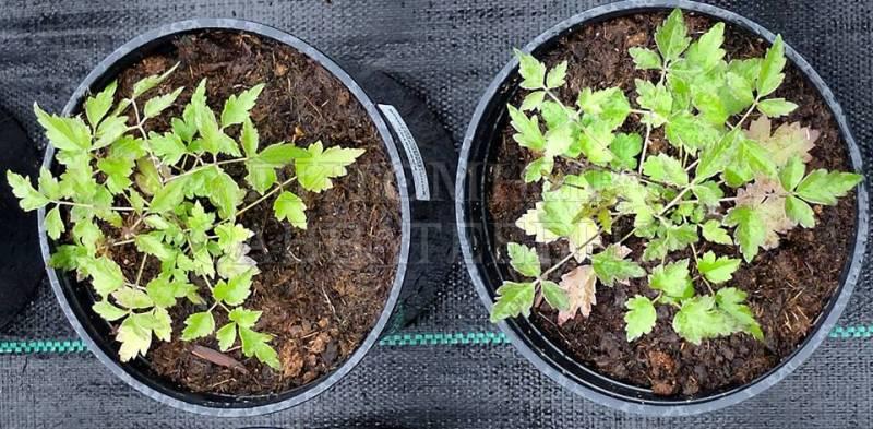 ไม้เลื้อยจำพวกเถา