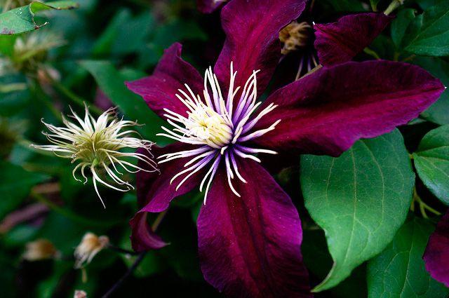 เคลมาทิส ไนโอเบ