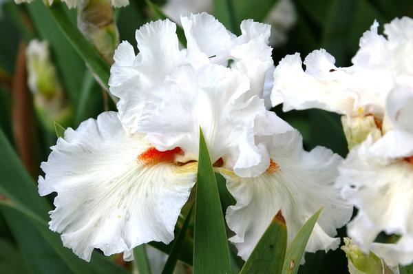 ดอกไม้สีขาว