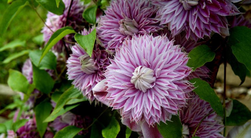 ไม้เลื้อยจำพวกเถาคู่