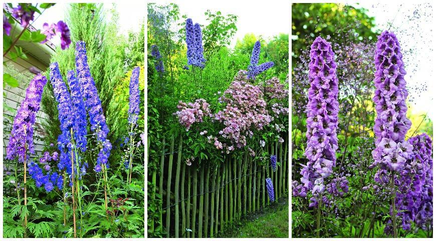 delphinium de Nouvelle-Zélande