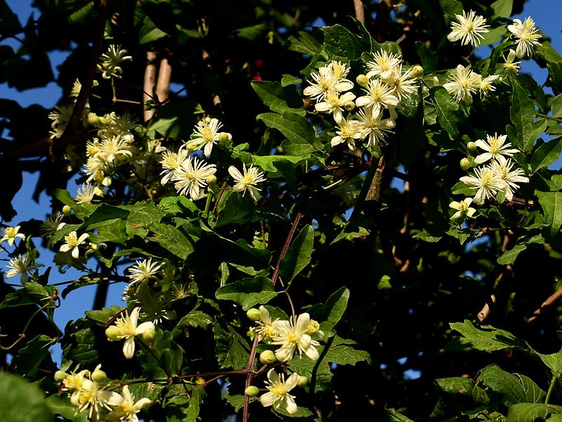 ดอกไม้ที่สวยงาม