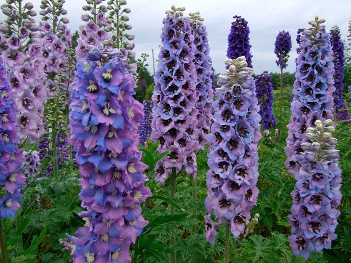 delphinium de Nouvelle-Zélande