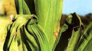 ทำไมแกลดิโอลัสถึงเปลี่ยนสี และจะรักษาสีของมันได้อย่างไร