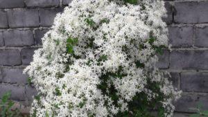 ลักษณะและลักษณะของไม้เลื้อยแมนจูเรีย เทคนิคการปลูก