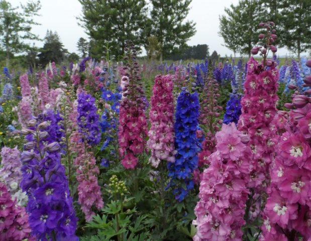 delphinium de Nouvelle-Zélande