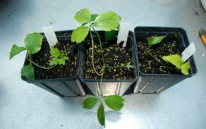 วิธีขยายพันธุ์ไม้เลื้อยจำพวกเถาที่บ้าน: กำหนดเวลา วิธีการ และเทคโนโลยี