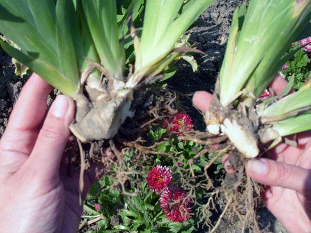 ดอกไอริสไม่บาน