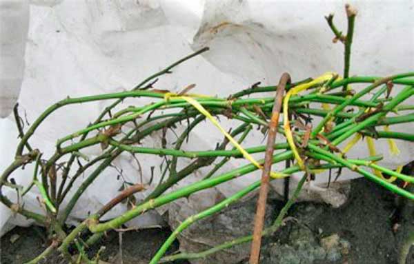 การตัดแต่งดอกไม้