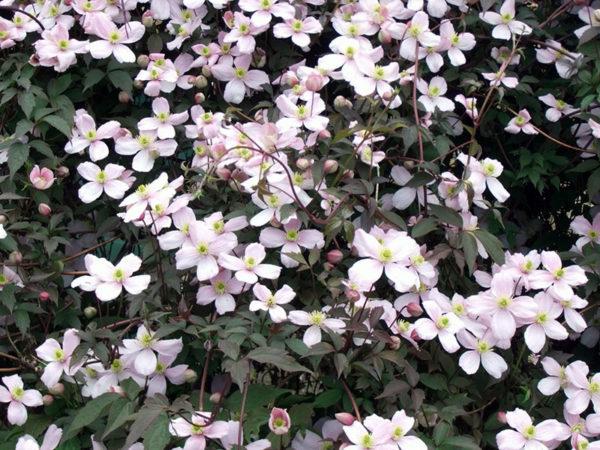 ไม้เลื้อยจำพวกภูเขา