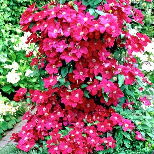 เคลมาทิส เออร์เนสต์ มาร์คแฮม